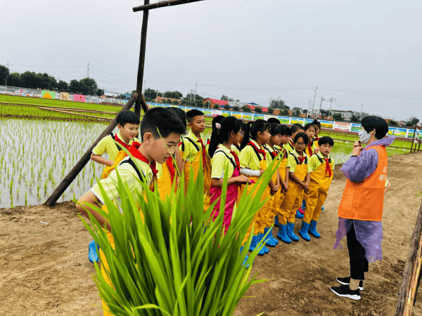 北京大兴安定镇：把课堂搬进稻田地 特色农耕文化“迎端午”-第1张图片