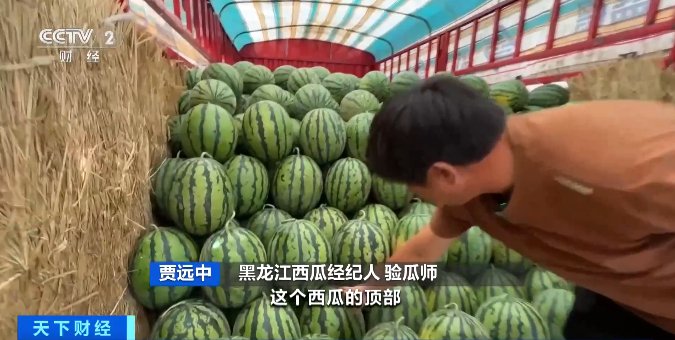 今夏“吃瓜自由”来了！西瓜价格跳水跌破个位数，“验瓜师”成“香饽饽”-第6张图片
