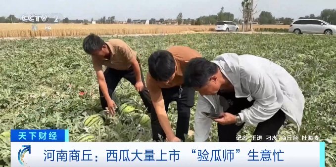今夏“吃瓜自由”来了！西瓜价格跳水跌破个位数，“验瓜师”成“香饽饽”-第7张图片