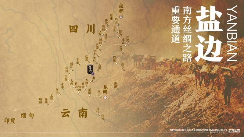 盐边桑椹品牌战略发布：中国果桑，滋养世界！-第6张图片