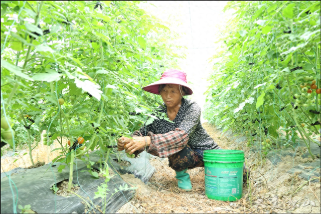 最高亩产10000斤！独山县的“小果实”迎来“大丰收”-第1张图片