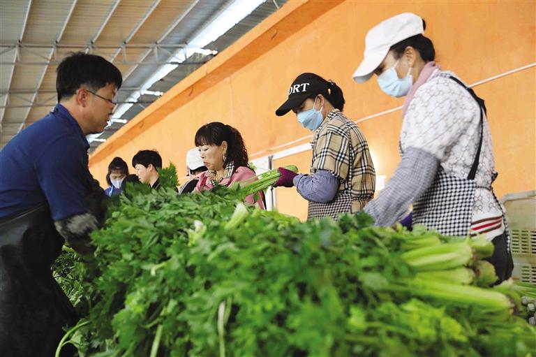 榆中高原夏菜新鲜上市 预计产量达99万吨-第1张图片