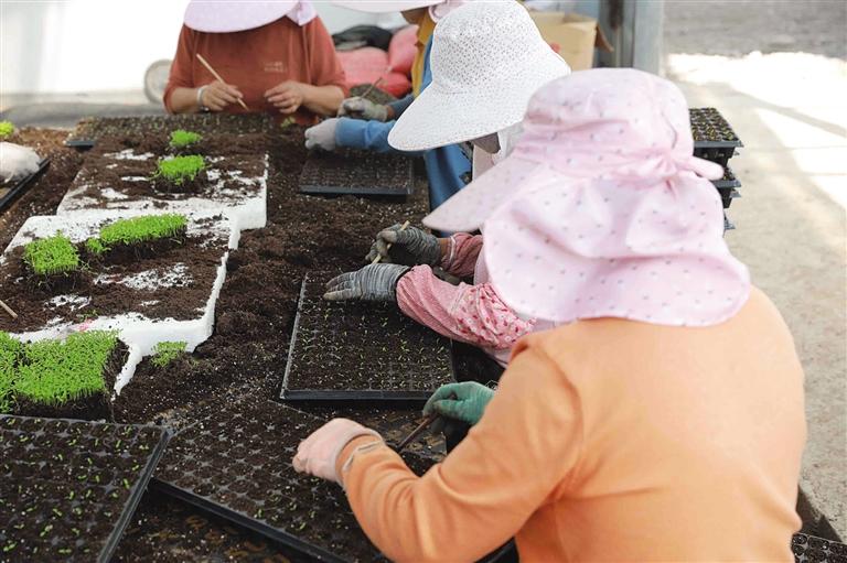 榆中高原夏菜新鲜上市 预计产量达99万吨-第2张图片