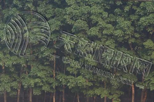 短期橡胶原料价格 仍需下跌去寻找支撑位-第3张图片