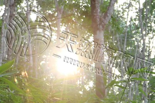 短期橡胶原料价格 仍需下跌去寻找支撑位-第4张图片