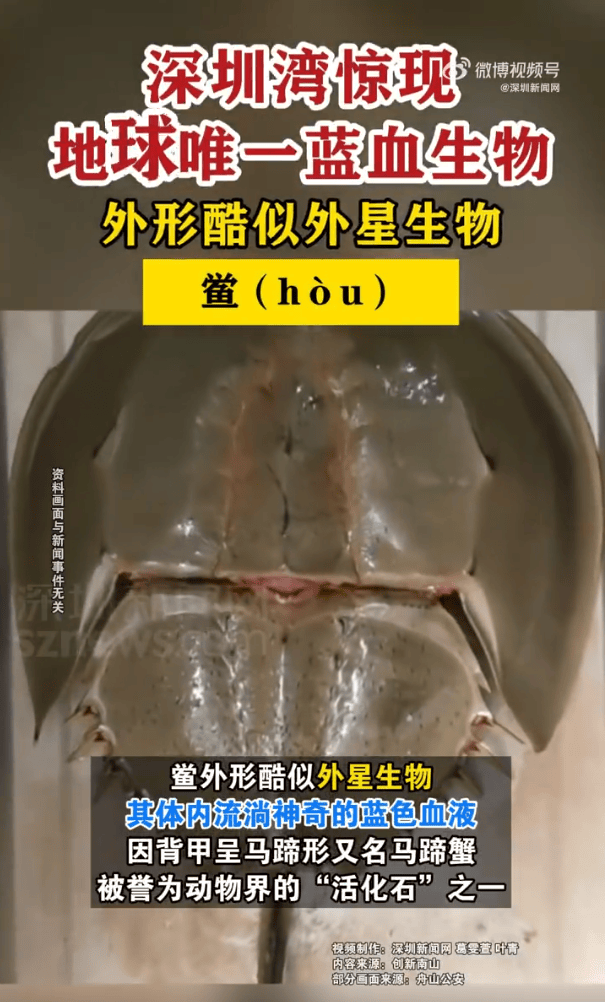 深圳湾出现地球唯一蓝血生物 被誉为动物界活化石-第1张图片