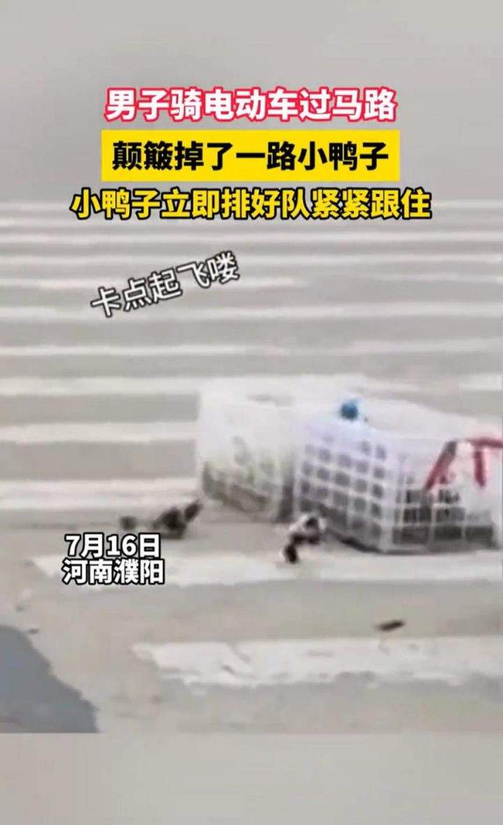 “过马路了不好意思让让鸭~”：男子骑车载鸭过马路，小鸭掉队后自觉排队紧跟-第1张图片