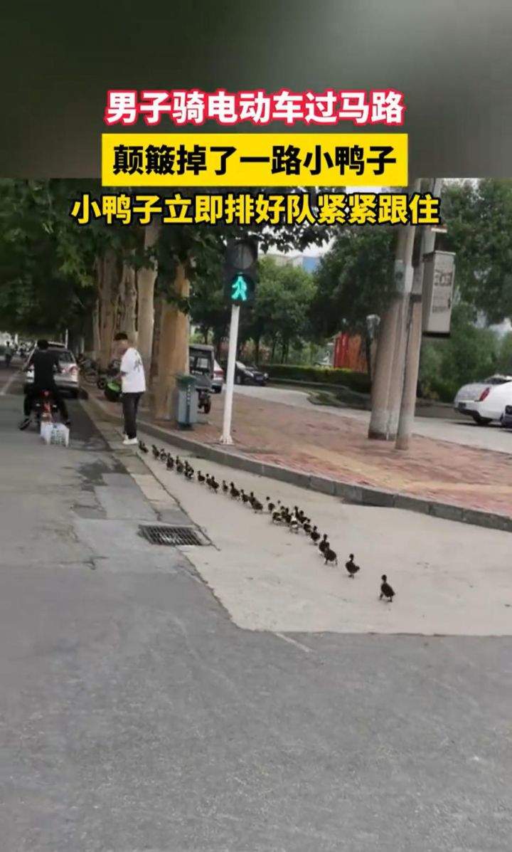 “过马路了不好意思让让鸭~”：男子骑车载鸭过马路，小鸭掉队后自觉排队紧跟-第2张图片