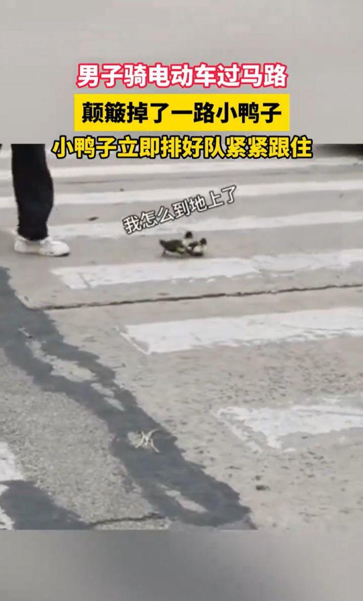 “过马路了不好意思让让鸭~”：男子骑车载鸭过马路，小鸭掉队后自觉排队紧跟-第3张图片