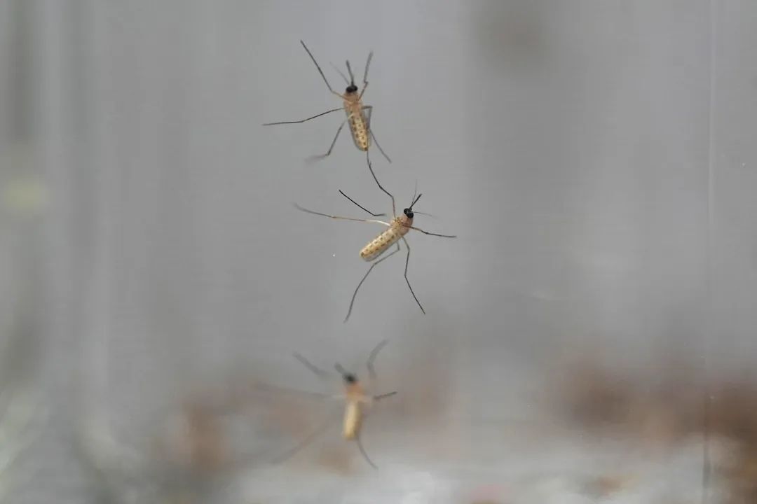罕见！大规模人群感染！以色列超60人因此死亡！全球多地蔓延…-第1张图片