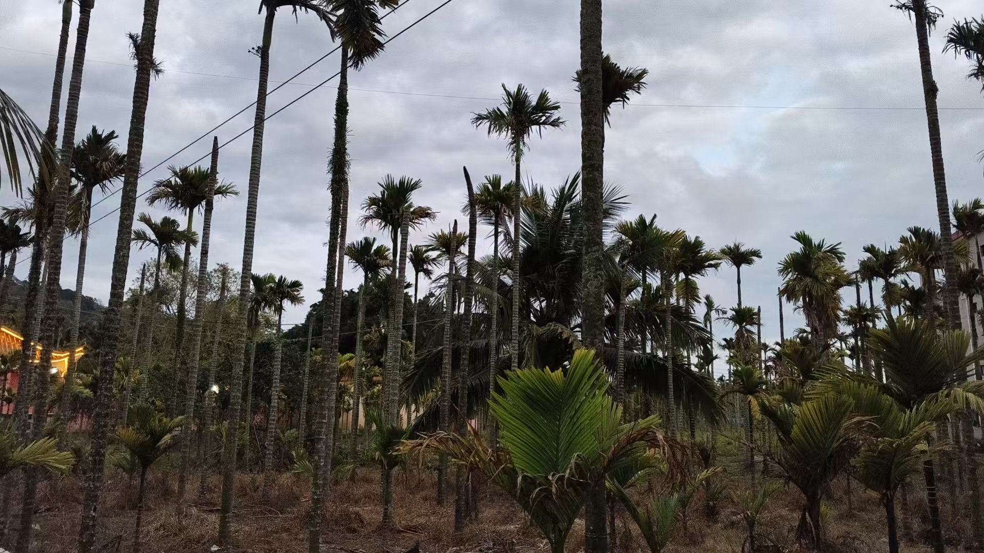 海南槟榔种植户灾后收成两极分化：有的收入上百万，有的仅收几百元-第1张图片